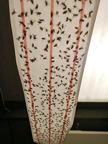 Stv, XL Sticky Fly Roll - 10M X 25cm, Mixed, Zer504, Standard